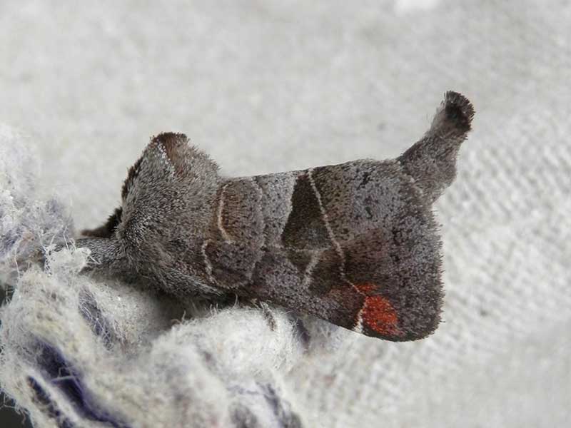 Clostera pigra 